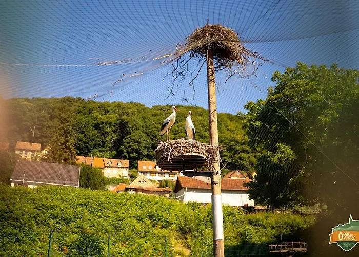 ô Gré Des Vosges 5 étoiles Oberbronn, Vosges Du Nord * Oberbronn